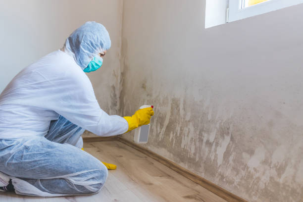 Licensed Mold Testing service in Westwood, MA - WQB Mold Removal